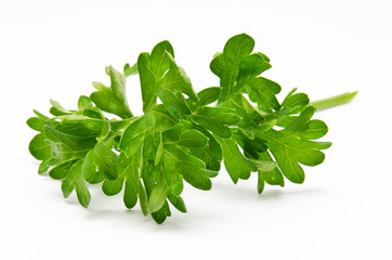 Fresh parsley isolated on a white