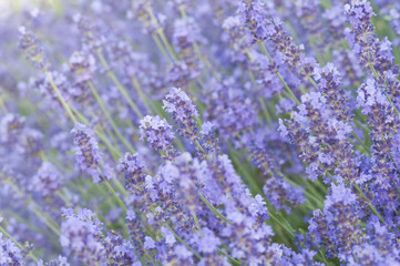 Lavender flower field, natural background.