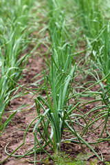 Onion garden