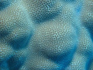 Texture and pattern details of hard coral
