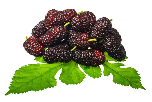 Group of mulberries with a leaves