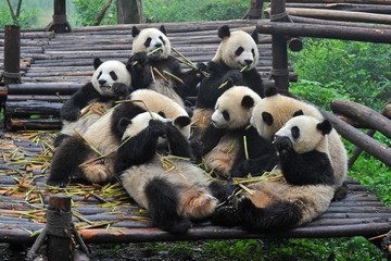 Naklejka na ściany i meble Panda nied¼wiedzie zbierają bambusa posiłku
