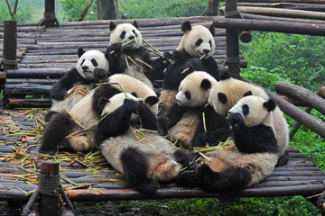 Keuken spatwand met foto Giant panda bears gather for bamboo meal © wusuowei