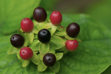 fiori 1485