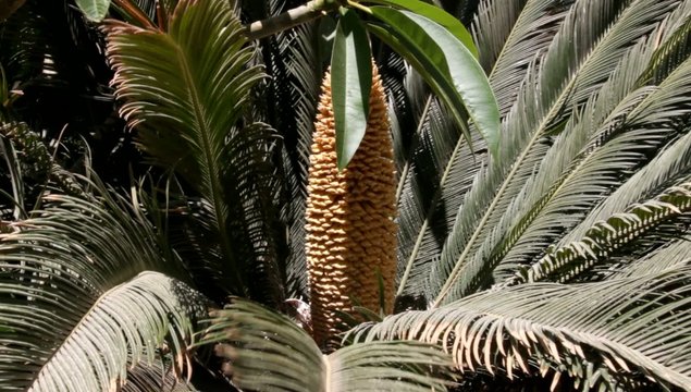 Japanese Sago Palm. Cycad (cycas) plant