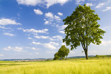 Beautiful spring landscape with blue sky and green field
