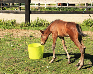 young foal who playing with a bucket of water