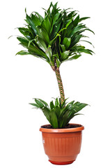 houseplant Areca