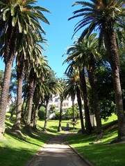 Fototapeta na wymiar Sky and Palms in a park