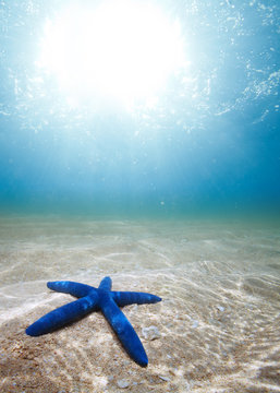 Starfish deep underwater