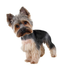 Yorkshire Terrier in front over white  ( cutting hair)