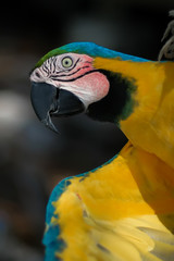 Amazon parrot.