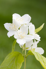 White blossom of mock orange