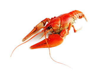 red crayfish on white