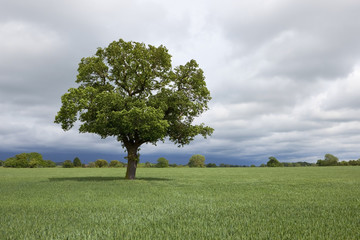 Fototapeta na wymiar agricultural landscape with oak tree