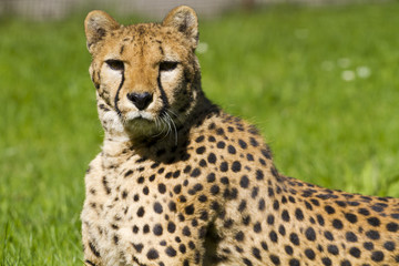 Cheetah, Acinonyx jubatus