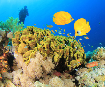 Scuba Diving on coral reef with Tropical Fish