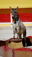 Spectacle équestre