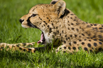 Cheetah, Acinonyx jubatus