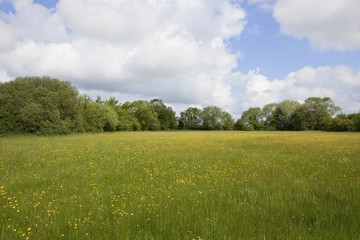 Obraz premium english wildflower pasture