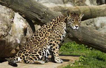 Foto op Canvas Amur leopard © dalibor