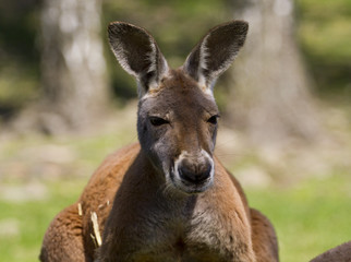 Naklejka na ściany i meble kangaroo red, Macropus rufus