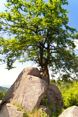 Rennsteig