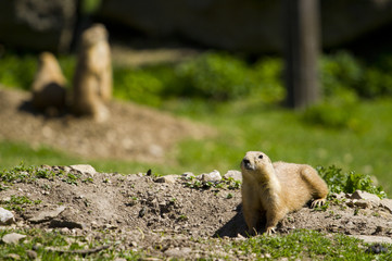 prairie dog