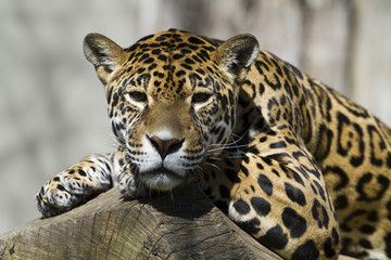 Naklejka premium Amur leopard