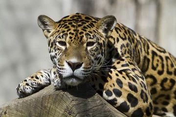 Foto auf Acrylglas Panther amur-Leopard
