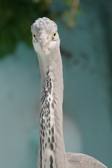 Grey Heron (Ardea cinerea) in front view