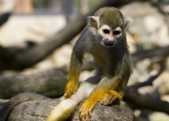 Kotula monkeys