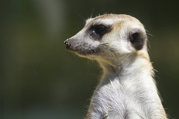 Meerkat