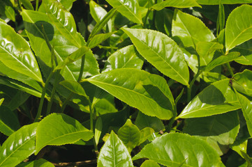 Teeppflanze, Camellia Sinensis