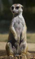 Meerkat