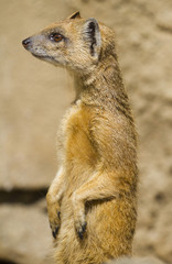 Meerkat