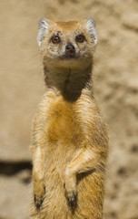 Meerkat
