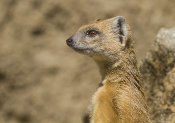 Meerkat