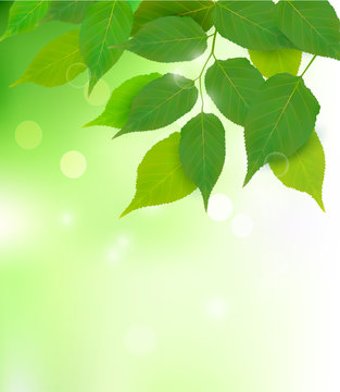 Nature background with fresh green leaves  Vector illustration