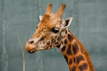 Close-up of a giraffe