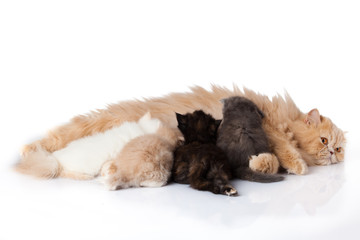 Cat nursing her kittens.The cat feeds a kittens.