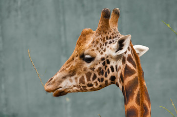 Close-up of a giraffe