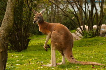 kangoeroe rood, Macropus rufus