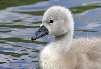 Mute Swan Cygnet