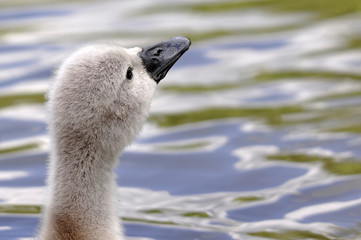 Swan Cygnet