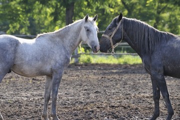 Grey and black stallion sniffing each other