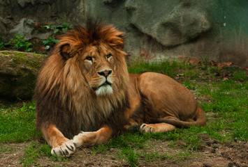 Fototapeta na wymiar Berber lion lying