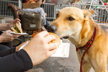 Portrait of a hungry dog wishing burger