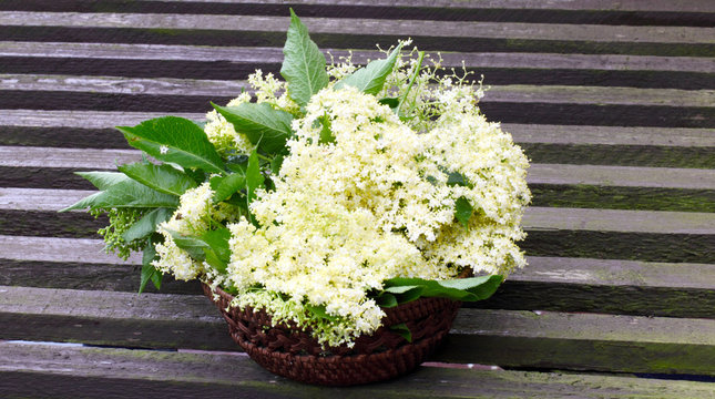 Gesammelte Holunderbl&uuml;ten