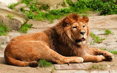 Berber lion lying